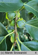 Diospyros virginiana (hurma amerykańska)