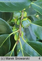 Diospyros virginiana (hurma amerykańska)