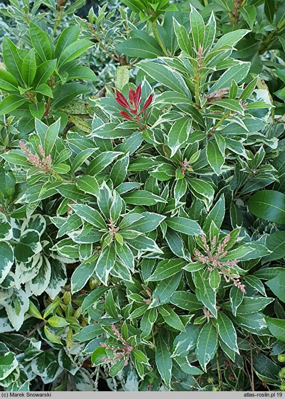 Pieris Mouwsvila