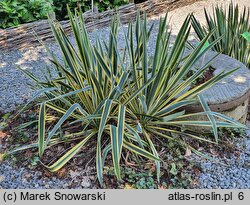 Yucca filamentosa Bright Edge