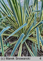 Yucca filamentosa Bright Edge