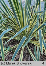 Yucca filamentosa Bright Edge