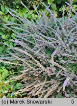 Calluna vulgaris Jan Dekker