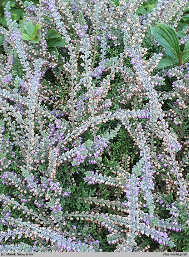 Calluna vulgaris Jan Dekker