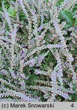 Calluna vulgaris Jan Dekker