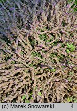 Calluna vulgaris Jan Dekker