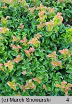 Leucothoe axillaris Curly Red