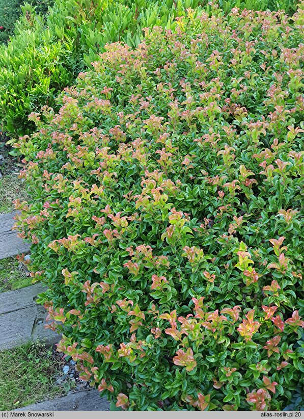 Leucothoe axillaris Curly Red