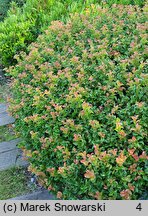 Leucothoe axillaris Curly Red