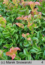 Leucothoe axillaris Curly Red