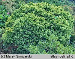 Cryptomeria japonica Vilmorin Gold