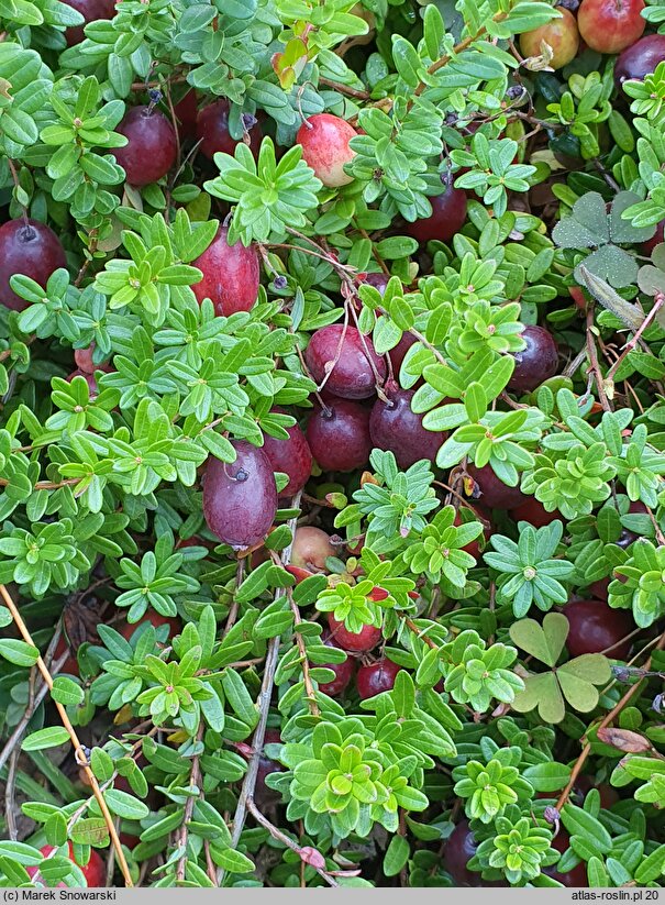 Oxycoccus macrocarpos Pilgrim