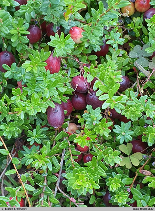 Oxycoccus macrocarpus Pilgrim