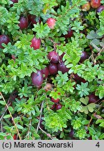Oxycoccus macrocarpos Pilgrim