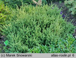 Podocarpus nivalis (podokarp śnieżny)