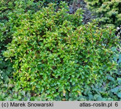 Ilex ×meserveae Mondo