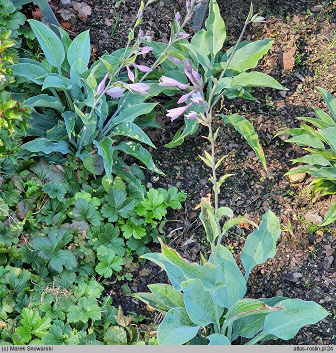 Hosta Titanium