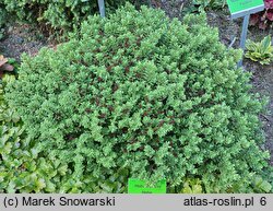 Veronica topiaria