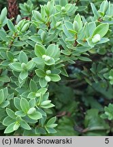 Veronica topiaria