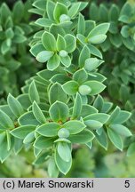 Veronica topiaria