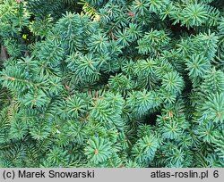 Abies balsamea Kiwi