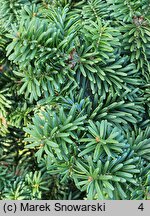 Abies balsamea Kiwi