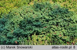 Abies balsamea Kiwi