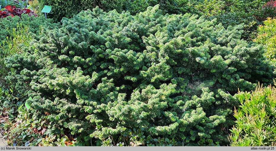 Abies balsamea Kiwi