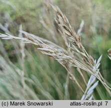 Festuca gautieri Pic Carlit