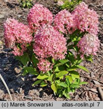 Hydrangea paniculata Panama