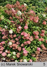 Hydrangea paniculata Rensun