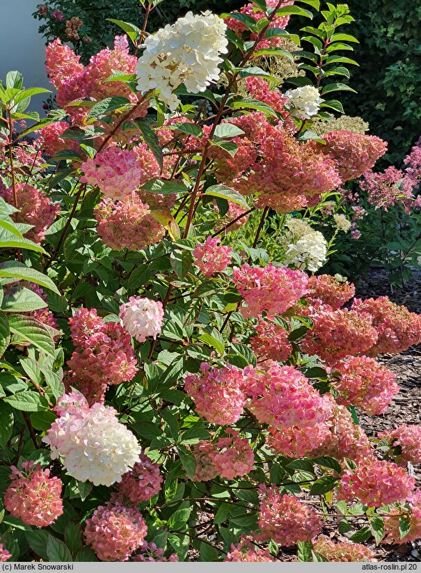 Hydrangea paniculata Rensun