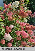 Hydrangea paniculata Rensun