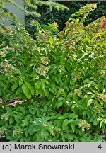 Hydrangea paniculata Brussels Lace