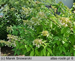 Hydrangea paniculata Brussels Lace