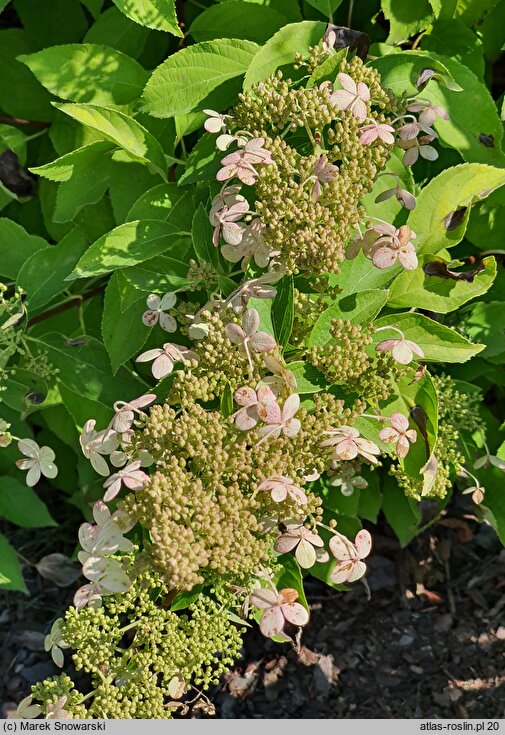 Hydrangea paniculata Brussels Lace