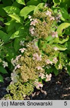 Hydrangea paniculata Brussels Lace