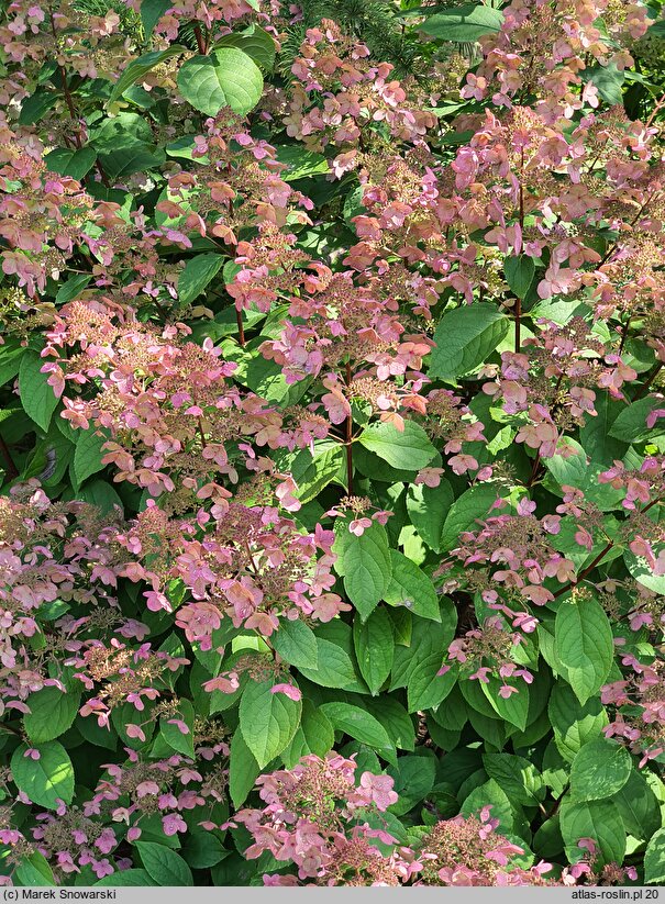 Hydrangea paniculata Wim's Red