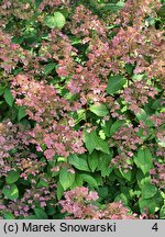 Hydrangea paniculata Wim's Red