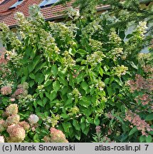 Hydrangea paniculata Levana