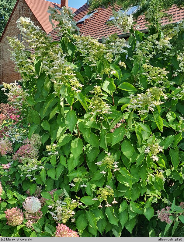 Hydrangea paniculata Levana