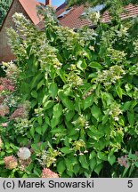 Hydrangea paniculata Levana