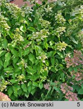 Hydrangea paniculata Levana