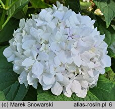 Hydrangea macrophylla Madame Gilles Goujon