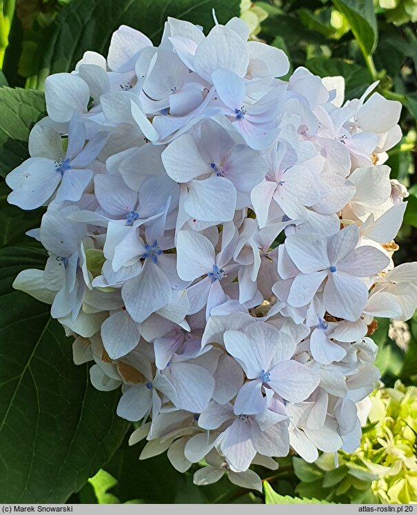 Hydrangea macrophylla Madame Gilles Goujon