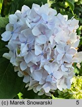 Hydrangea macrophylla Madame Gilles Goujon