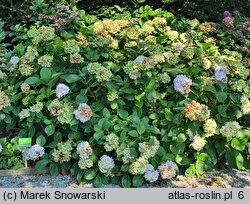 Hydrangea macrophylla Madame Gilles Goujon