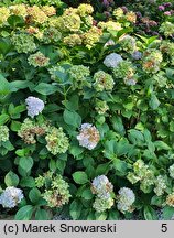 Hydrangea macrophylla Madame Gilles Goujon