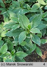 Hydrangea macrophylla Maculata