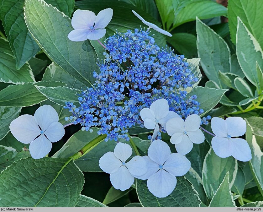 Hydrangea macrophylla Maculata